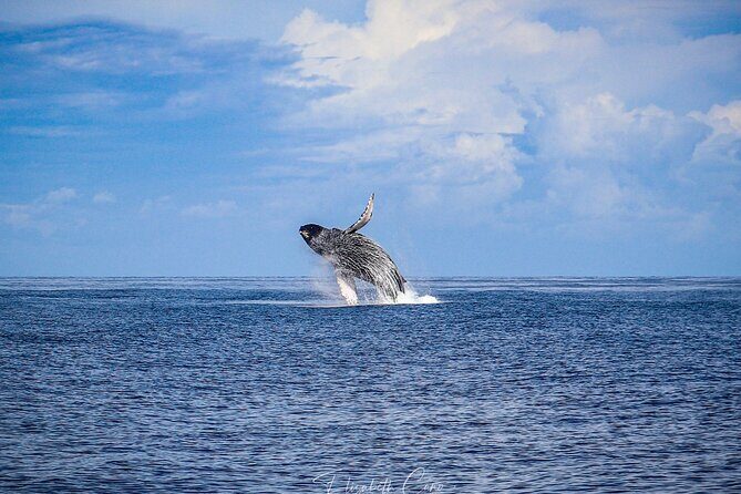 Kona Deluxe Catamaran Whale Watch - The Experience on Board