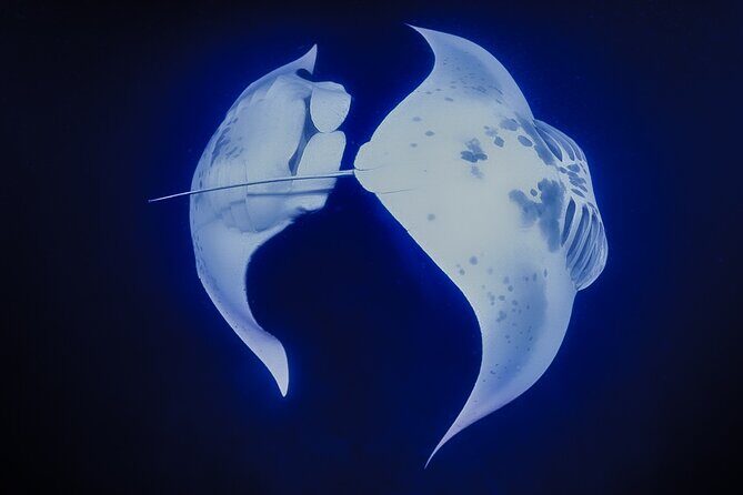 Kona Manta Night Snorkel Adventure: Swim with Majestic Rays - FAQs