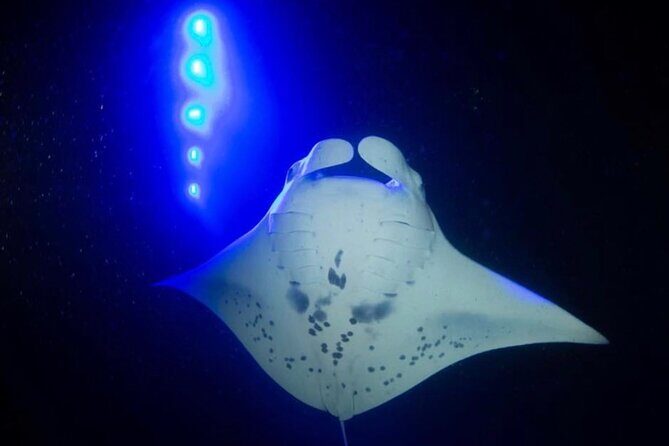 KONA Manta Ray Night Snorkel - FREE re-ride if no Sightings - FAQ