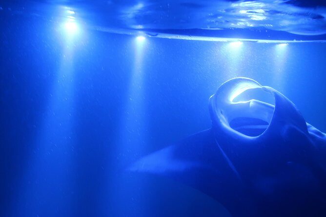 Kona Manta Rays Guaranteed Night Snorkel in Keauhou Harbor - The Value of This Nighttime Marine Encounter