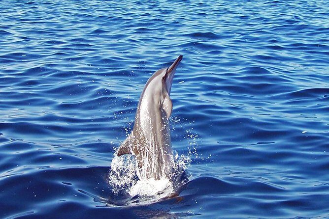 Kona Shore Excursion: Wild Dolphin Reefs Snorkel and Sea Caves - FAQs