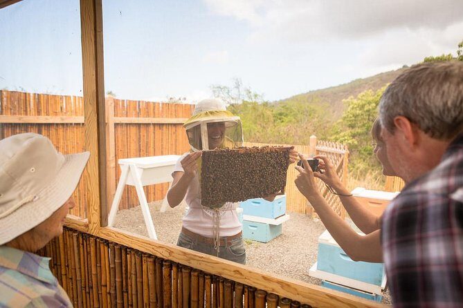 Kona Tour: Bee Farm, Kona Coffee, and National Historical Parks - How Does It Value for Money?