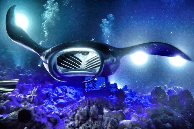 Kona Town Manta Sunset Snorkel - Final Thoughts: Is It Worth It?