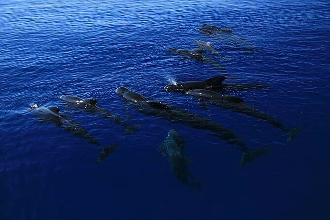 Kona Wild Dolphin, Sea Cave & Captain Cook Reef Snorkel Adventure - The Sum Up