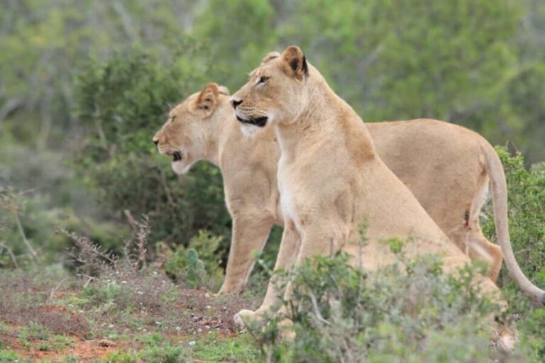 Kragga Kamma Game Park - What to Expect When Visiting Kragga Kamma