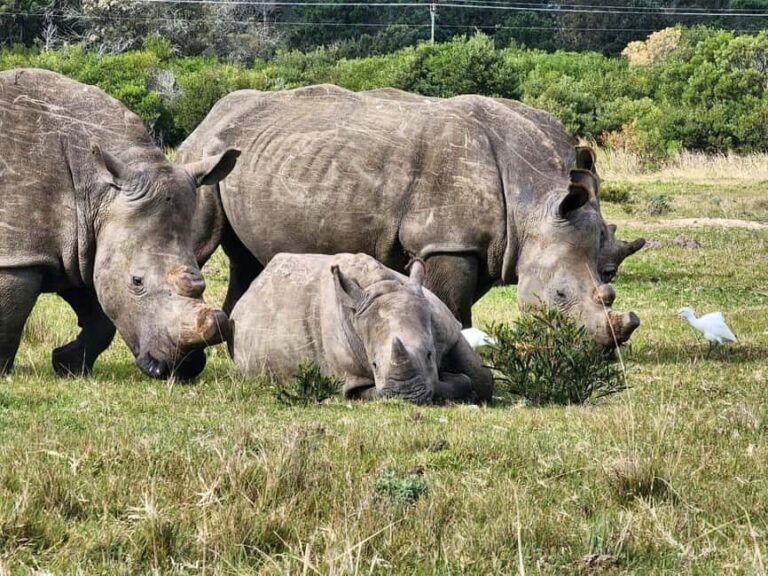 Kragga Kamma Game Park Half Day Safari - Practical Tips for Travelers