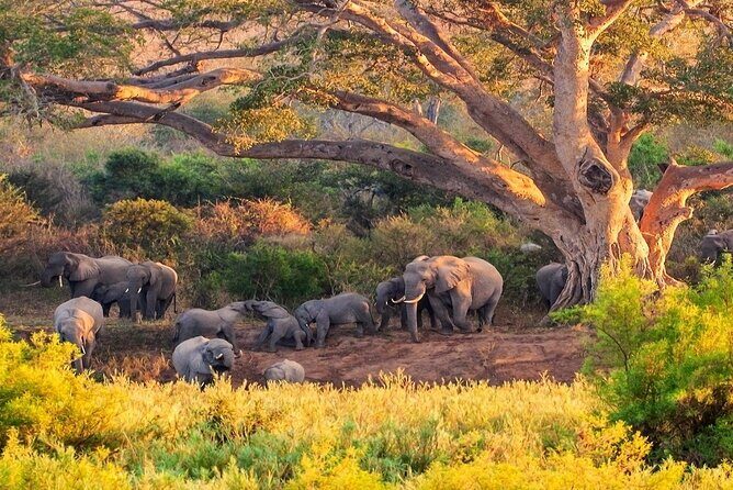 Kruger National Park. 2 Days Best Ever Safari from Cape Town - Who Should Consider This Tour?