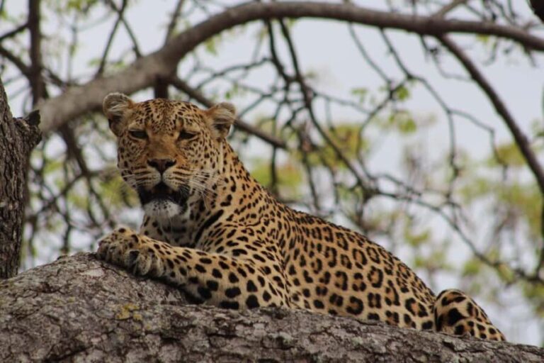 Kruger National Park: 5-Day Discover the Kruger Park Safari - Practical Details & What You Need to Know