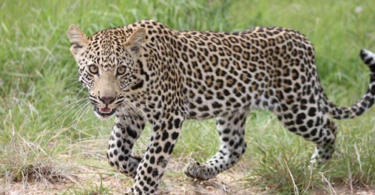 Kruger National Park - 5 Day Safari Tour - Who Will Love This Tour?