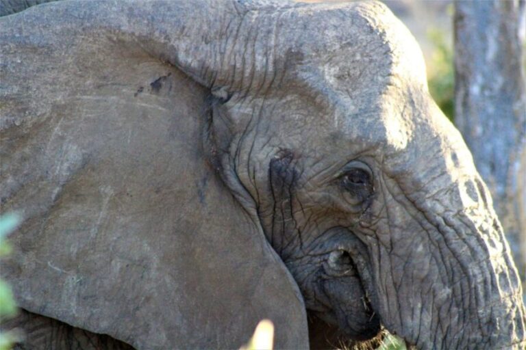 Kruger National Park Afternoon Safari - The Experience in Detail