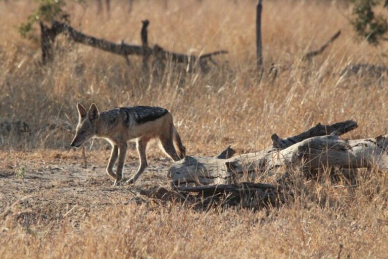 Kruger National Park Full-Day Safari - The Open Safari Vehicle Experience