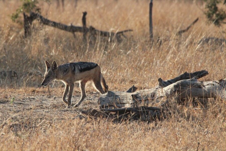 Kruger National Park Full-Day Safari - The Open Safari Vehicle Experience