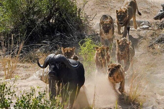 Kruger National Park - Private full day Safari trip. - Pricing and Value
