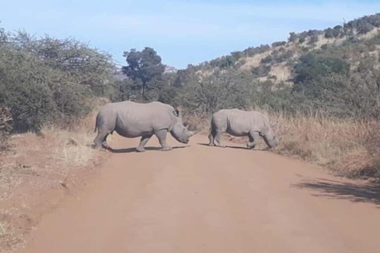 Kruger national park tour 4day-3nights (open safari vehicle) - What Really Sets This Tour Apart