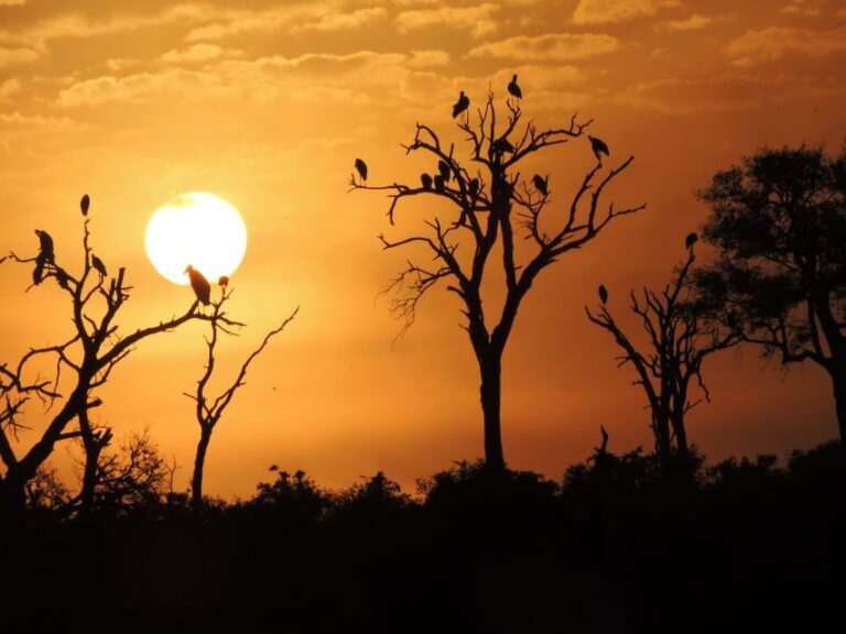 Kruger National Park: Wildlife-Watching Safari - The Value of This Safari