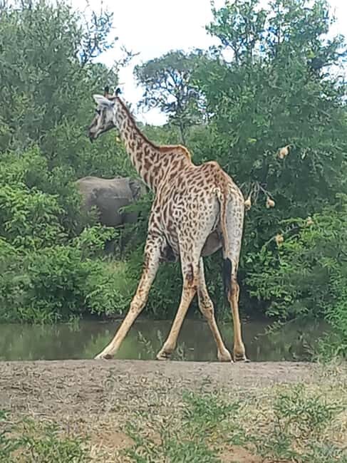 Kruger Overnight Tour: 2 days in an Open Safari Vehicle. - Who Should Consider This Tour?