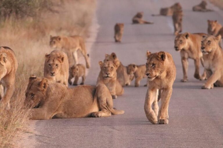 Kruger Park Safari from Maputo - The Value of This Tour