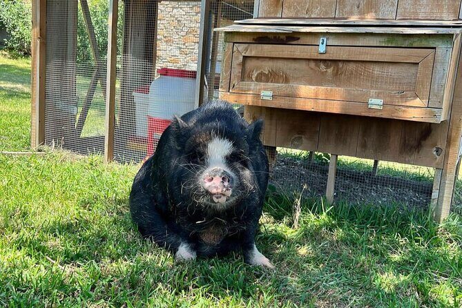 KuneKune Pig Farm Tour - The Value of the Details