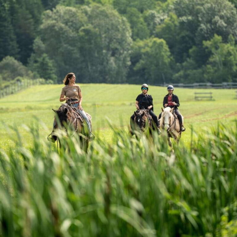 La Bleuetière: A charming introduction to horseback riding - What to expect during the tour