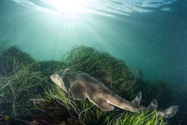 La Jolla: 2.5-Hour Kayak and Snorkel Tour - A Deep Dive into the Tour Experience