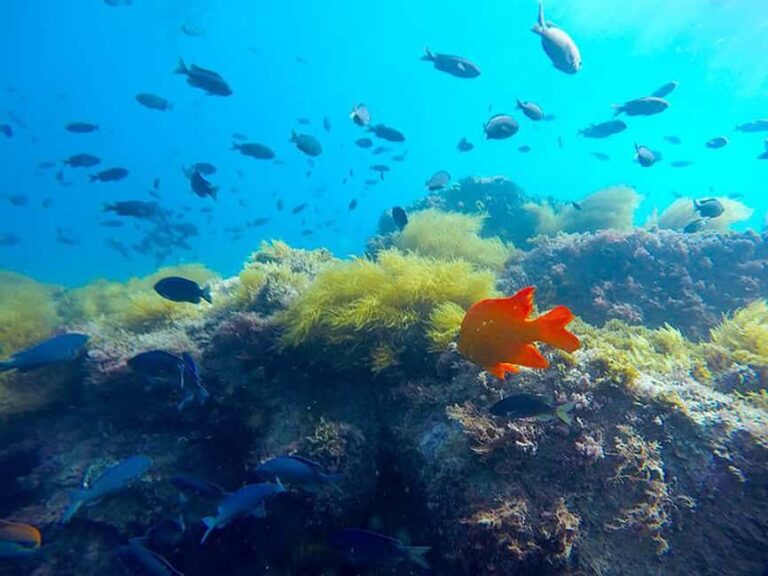 La Jolla: Full-Day Snorkel Gear Rental with Wetsuit Option - What to Bring and Consider