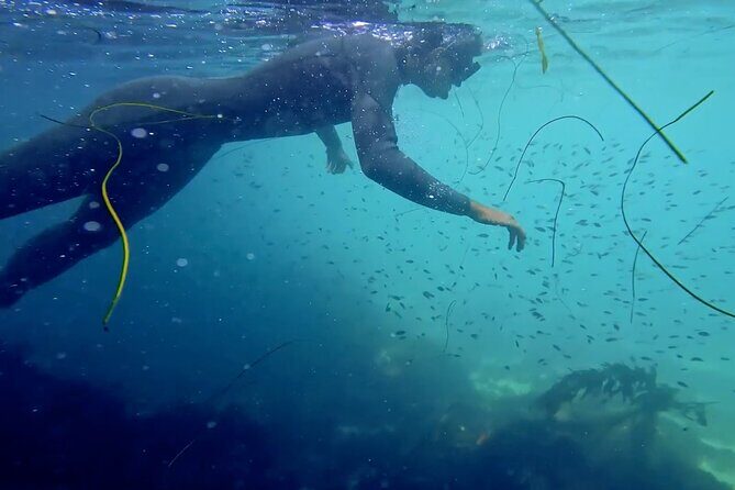La Jolla Snorkel with the Leopard Sharks - Pricing and Value