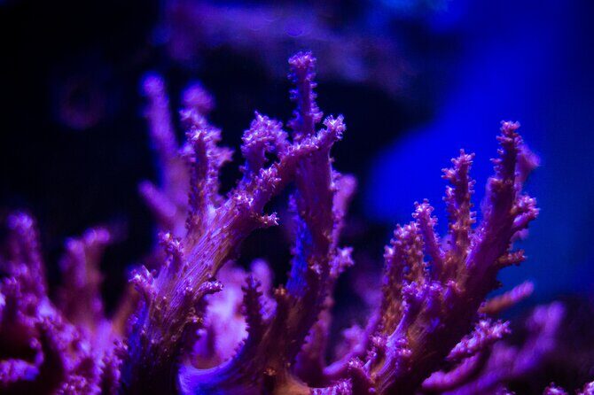 La Paz: Coral Farm Snorkel Tour - Who Should Consider This Tour?
