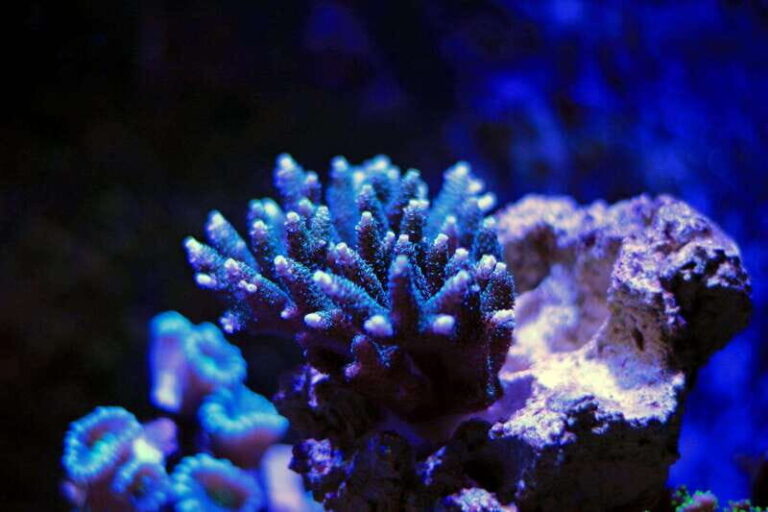La Paz: Coral Farm Snorkel Tour - Who Should Consider This Tour?