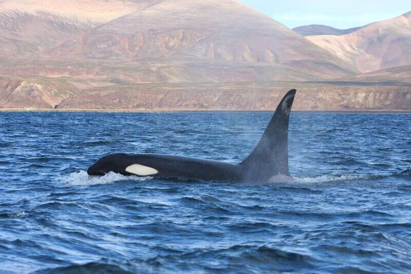 La Paz - Ocean Safari: find dolphins, orcas, and sea lions - Who Will Love This Tour?