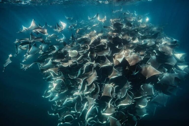 La Paz or La Ventana: Ocean Safari - Why this tour offers excellent value
