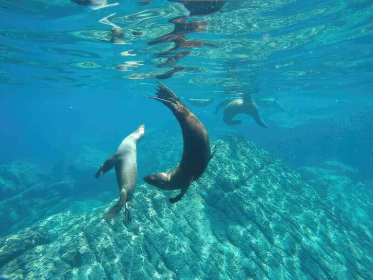 La Paz: Sea Lion Snorkeling at Espirtu Santo Island - The Itinerary in Detail