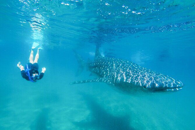 La Paz Whale Shark Snorkeling Tour and Lunch From Los Cabos - The Sum Up