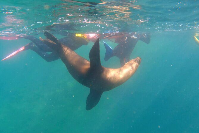 La Paz Wildlife Ocean Safari & Beach Club Leisure in La Ventana - What Makes this Tour Special