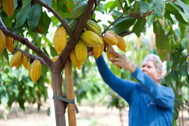 Lahaina: Maui Ku'ia Estate Guided Cacao Farm Tour & Tasting - The Value of the Experience