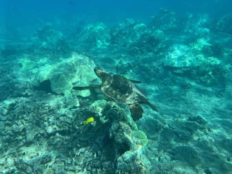 Lahaina: Olowalu Coral Reef Snorkeling Tour - The Sum Up: Why This Tour Might Be the Right Choice for You