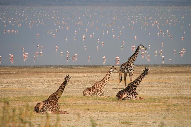 Lake Manyara Guided Day Tour from Arusha - The Itinerary in Detail