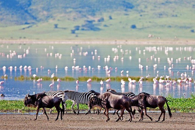 Lake Manyara National Park Full-Day Tour from Arusha - Who is this tour best suited for?
