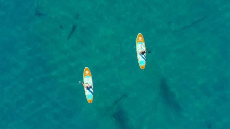 Lake Mead: Paddle Board Rental - The Practicalities of a Lake Mead Paddleboard Rental