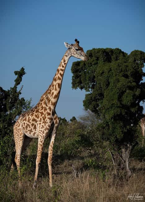 Lake Naivasha: Boat Ride and Crescent Island Guided Walk. AW - An In-Depth Look at Lake Naivasha’s Wildlife Adventure