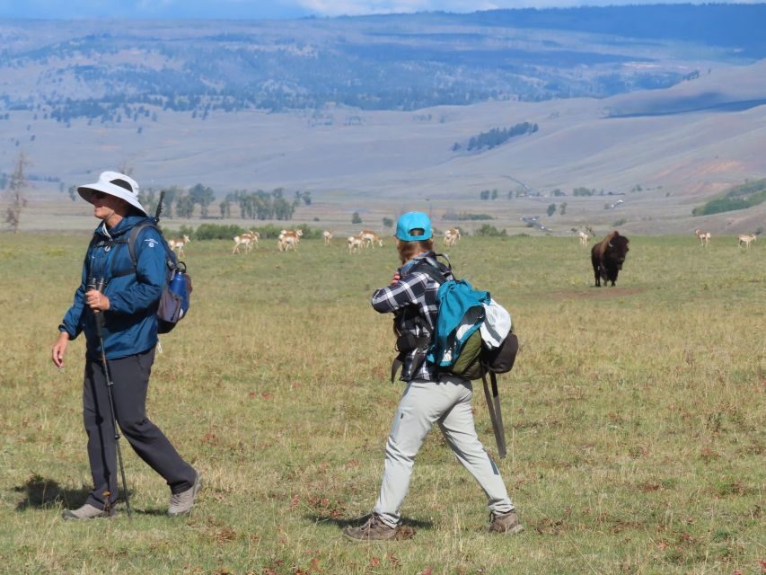 Lamar Valley: Safari Hiking Tour with Lunch