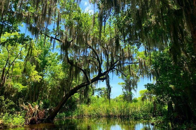 Large Airboat Swamp Tour with Transportation from New Orleans - A Balanced Perspective: Considerations for Travelers