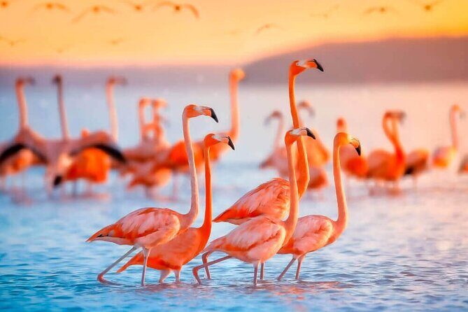 Las Coloradas and Rio Lagartos only from Merida - Final Thoughts