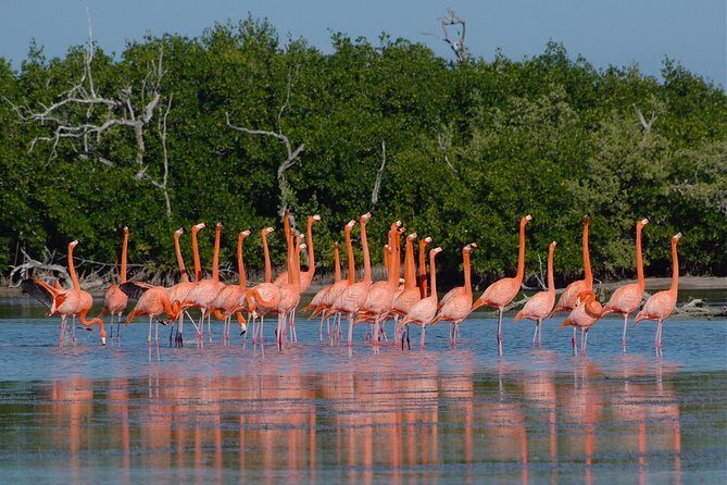 Las Coloradas and Rio Lizards private tour from Valladolid - Who Should Consider This Tour?