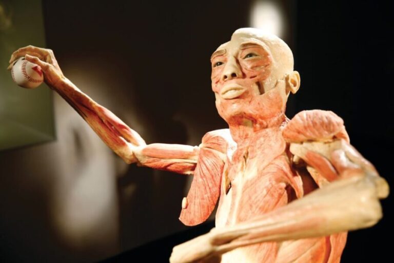 Las Vegas: BODIES | The Exhibition at the Luxor - Who Will Love This Experience?