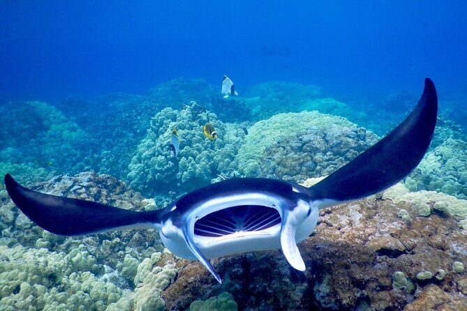 Late Night Manta Snorkel - Final Thoughts: Is It Worth It?