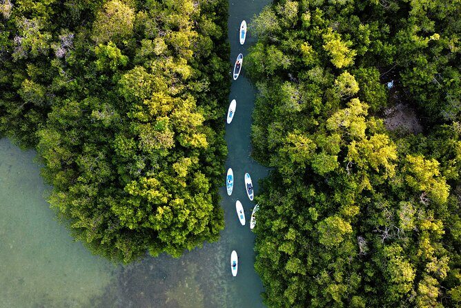 Learn Paddle Board and Explore the Mangroves of Progreso - Authentic Experiences and Insights from Reviews