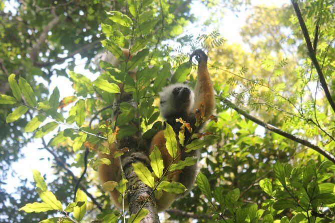 Lemur Day Tour at Andasibe Rainforest and Vakona Lodge Reserve - Detailed Review of the Lemur Day Tour