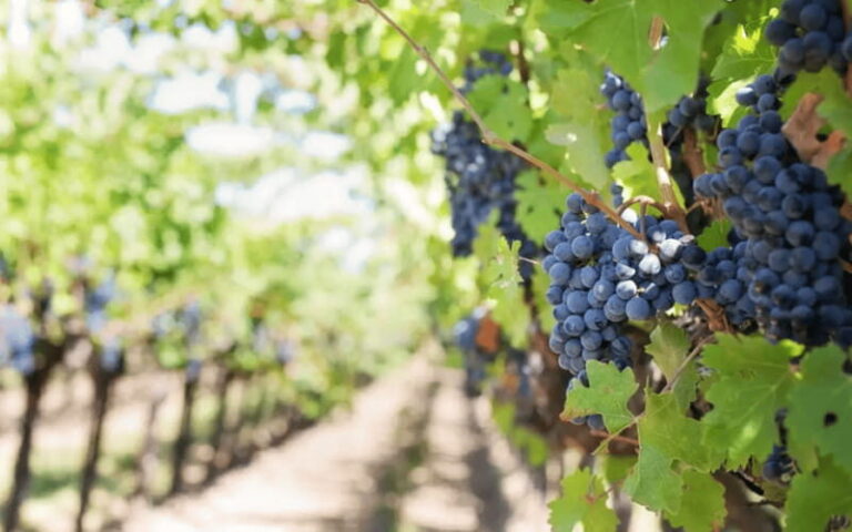 Leon: Viñedo Tierra de Luz Tour with Wine Tasting - What Travelers Say