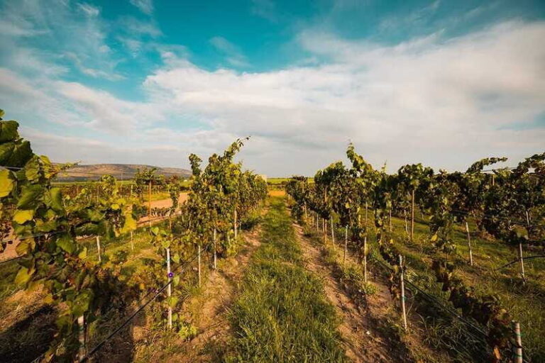 León: Wine Tasting & Vineyard Tour at Viñedo Jalpense - The Vineyards and the Winemaking Process