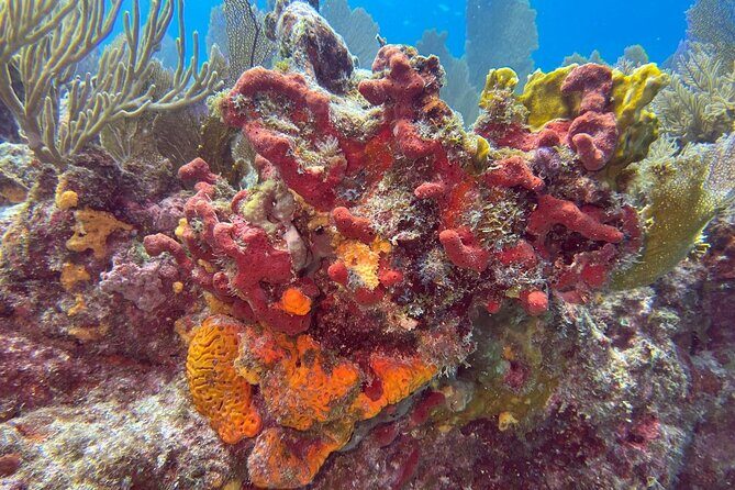 Let it Ride Charters-Private Fishing / Snorkel Combo Key Largo FL - Why This Tour Offers Good Value